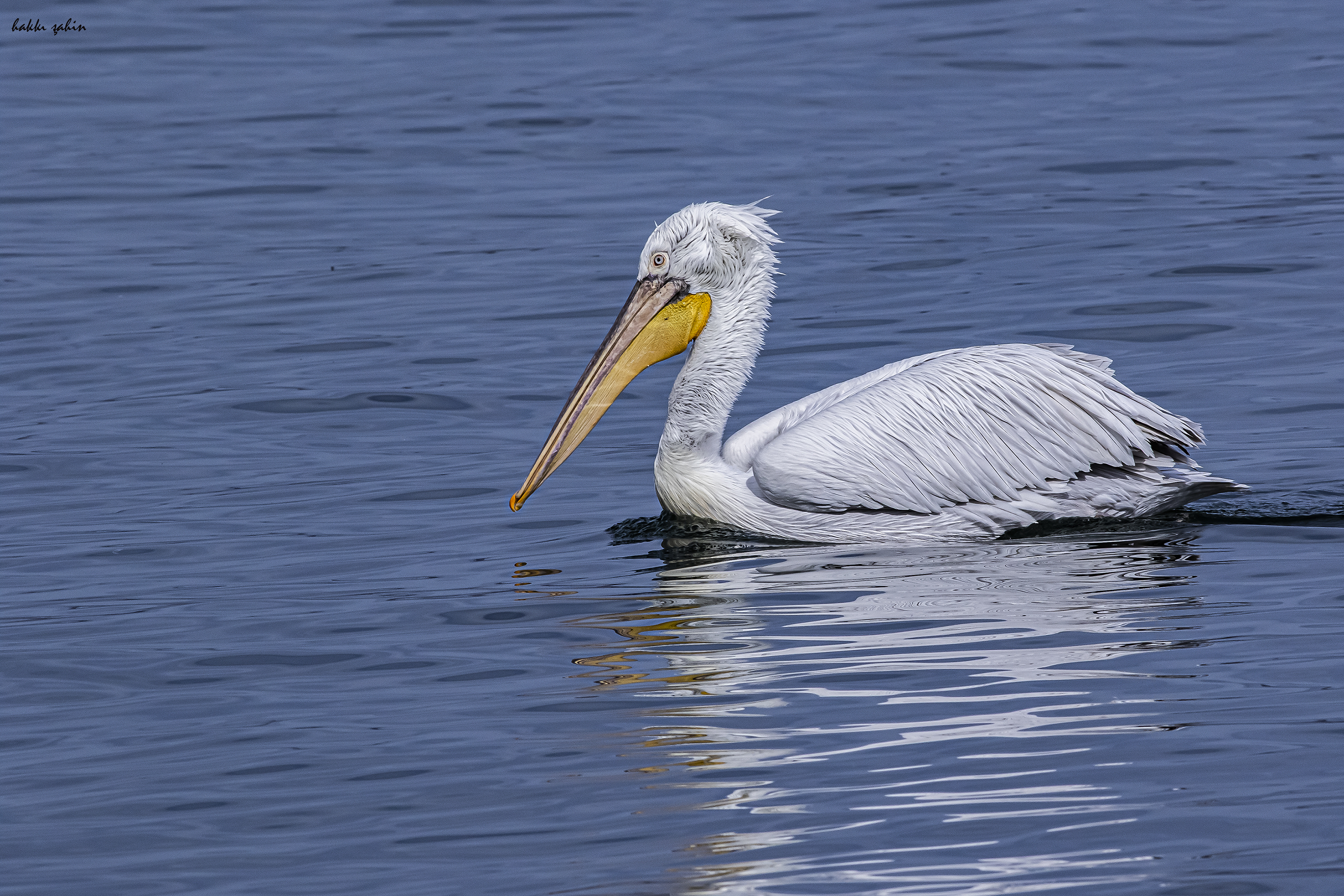 Dalmatian Pelican